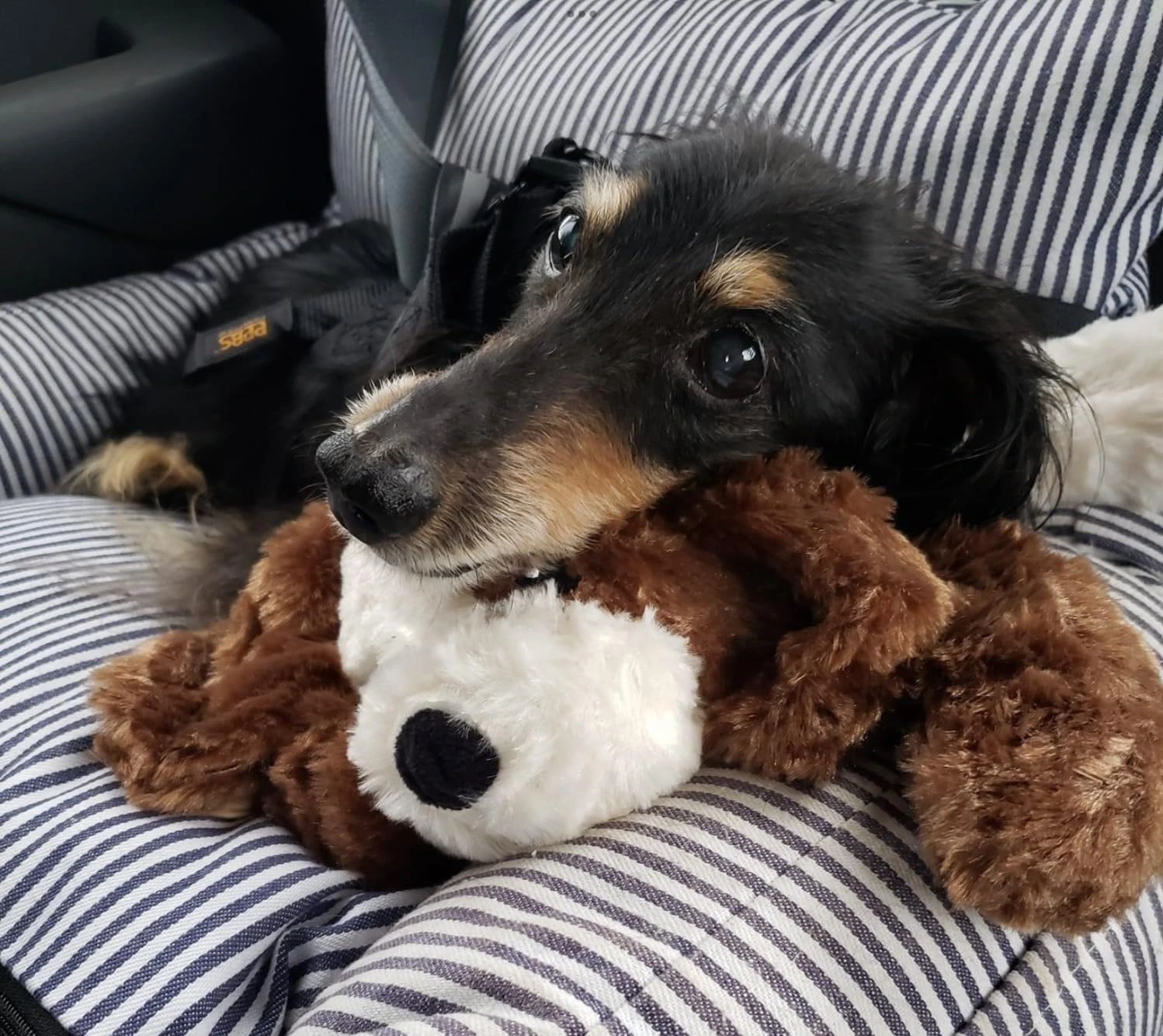 Dachshund resting on PupBeat in car