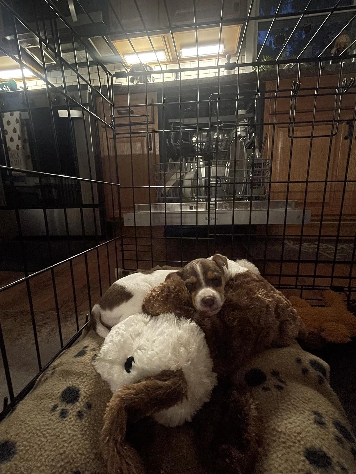 Elderly person holding PupBeat plush in hospital