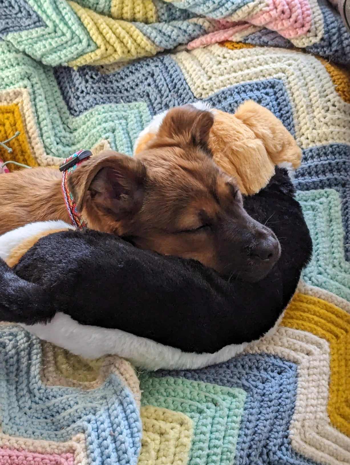 New puppy sleeping head on PupBeat