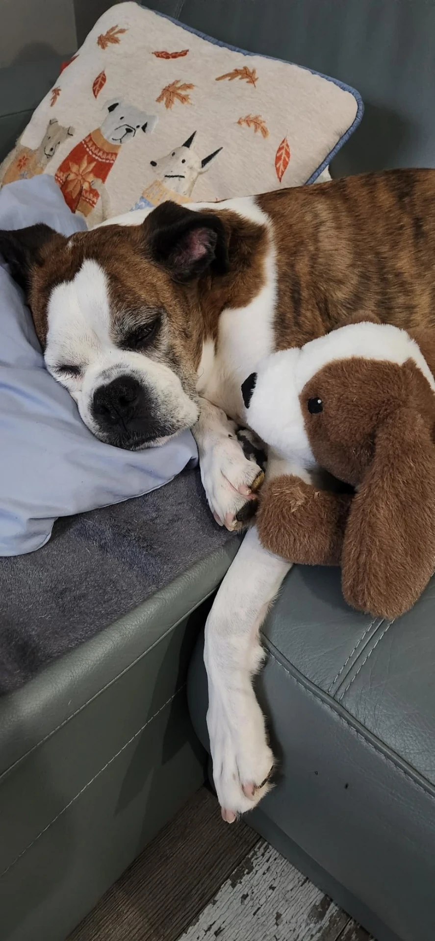 Senior Boxer napping with PupBeat