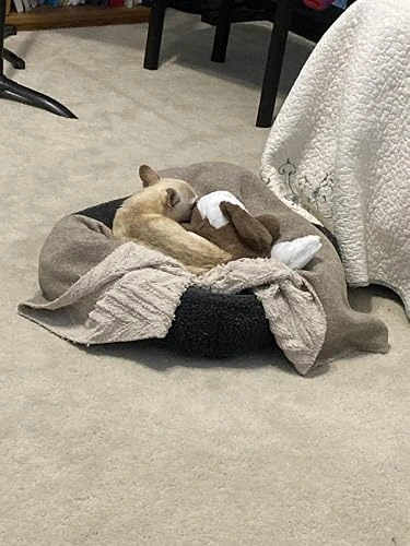 Sleeping dog curled up with PupBeat plush